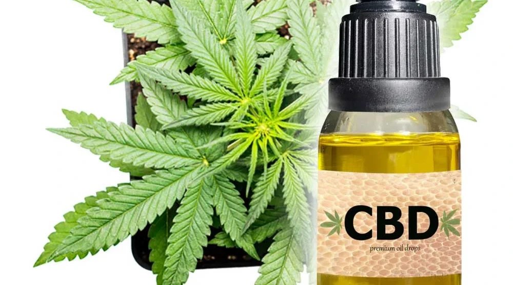 cannabis in cultural rituals