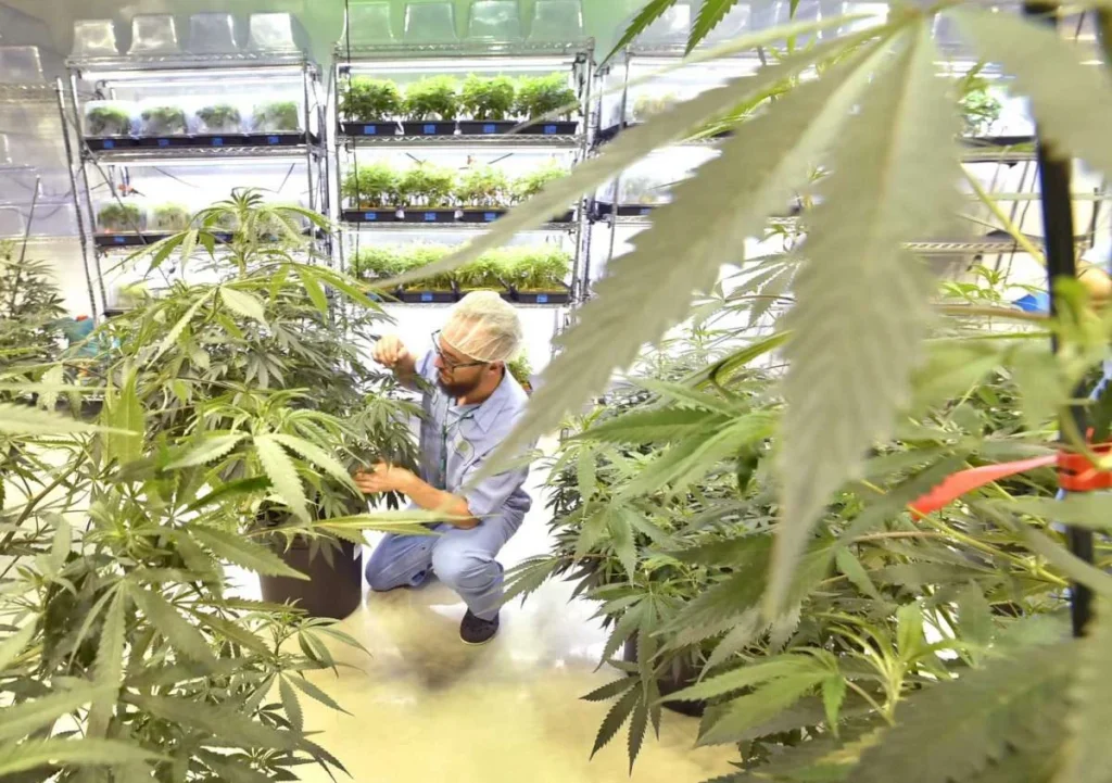 technology in cannabis industry