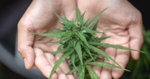 Grape Pie weed