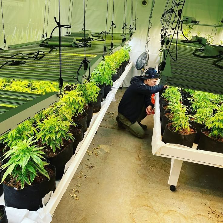 home grow tips cannabis