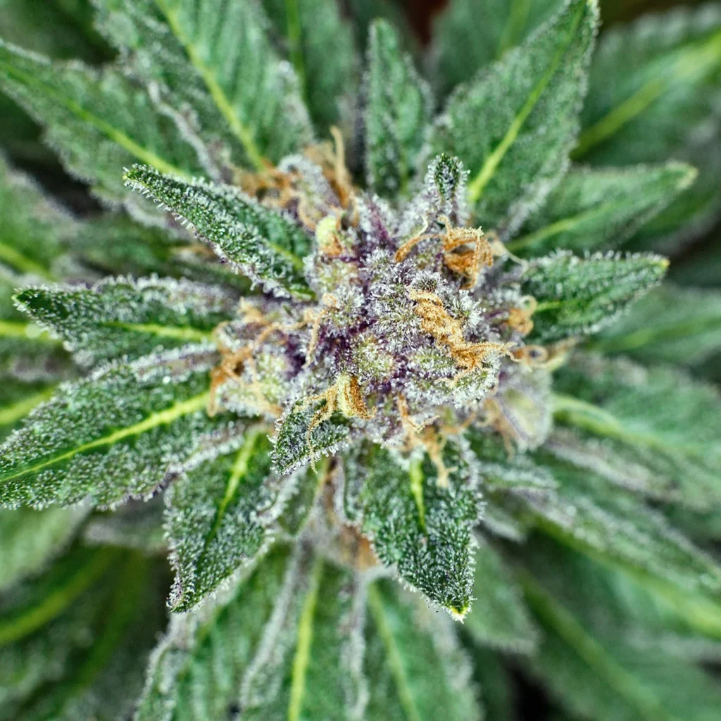 Explore Cannabis Products