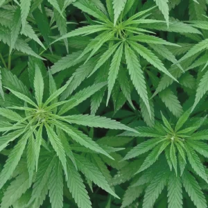 Arnica CBD Balm