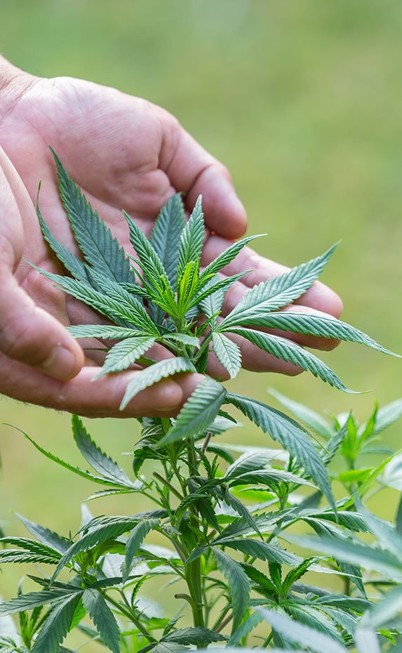 top cannabis influencers