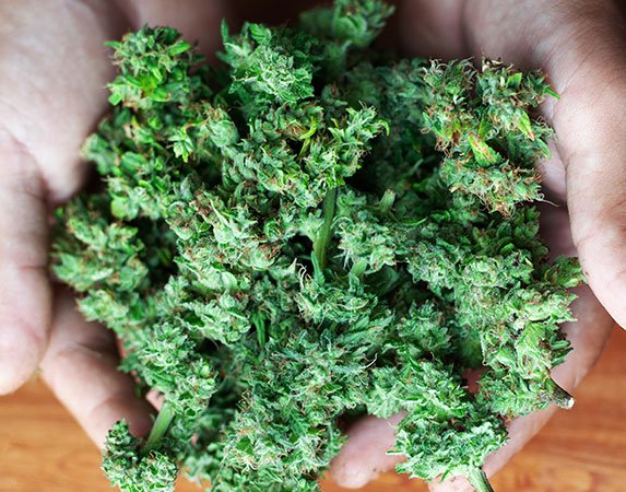 cannabis research 2025