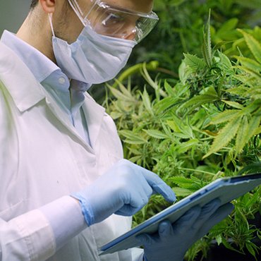 legal cannabis market trends