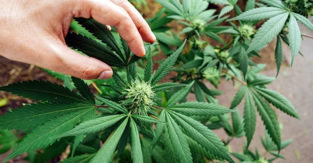 best weed for anxiety