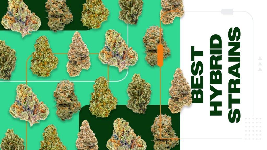 top 10 hybrid strains